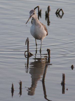 greenshank