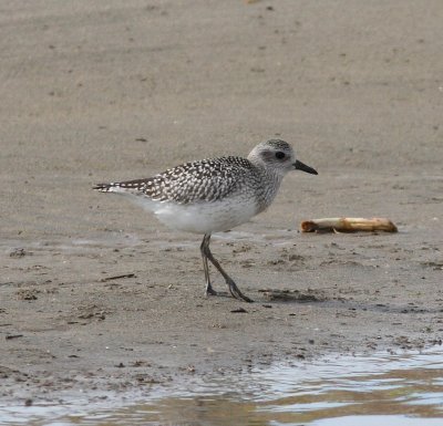 Grey Plover (Pluvialis squatarola).jpg