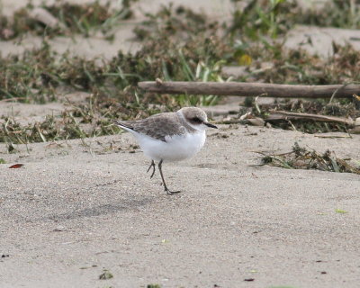Kentish Plover (Charadrius alexandrinus).jpg