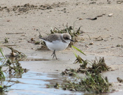 Kentish Plover 2 (Charadrius alexandrinus).jpg