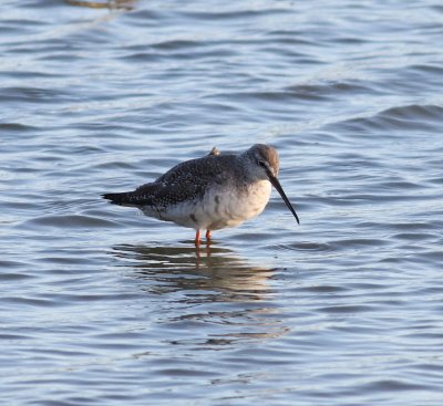 Spotted Redshank (Tringa erythropus)