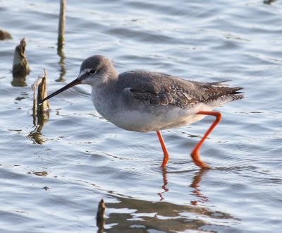 spotted_redshank