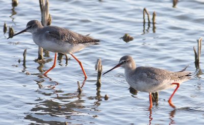 Spotted Redshank (Tringa erythropus)