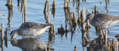 Spotted Redshank (Tringa erythropus)