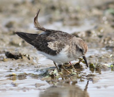 Temminck's Stint 10 (Calidris temminickii).jpg