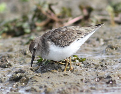 Temminck's Stint 11 (Calidris temminickii).jpg