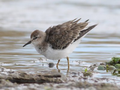 Temminck's Stint 3 (Calidris temminickii).jpg