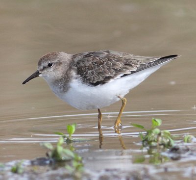 Temminck's Stint 6 (Calidris temminickii).jpg