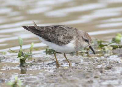 Temminck's Stint 7 (Calidris temminickii).jpg