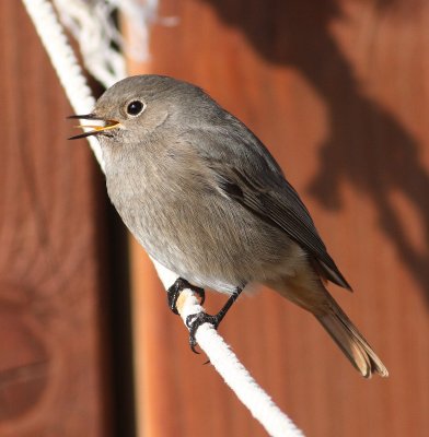 Black Redstart (Phoenicurus ochruros).jpg
