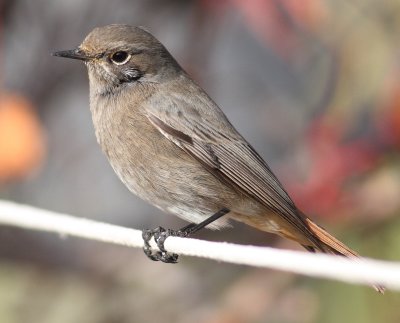 Black Redstart 2 (Phoenicurus ochruros).jpg