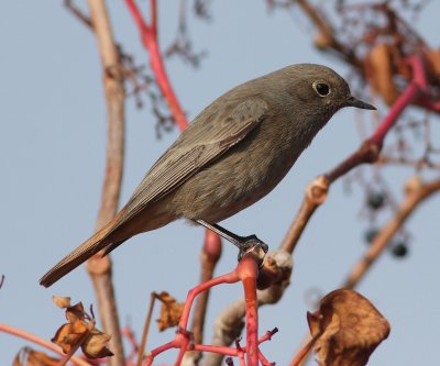 Black Redstart 3 (Phoenicurus ochruros).jpg