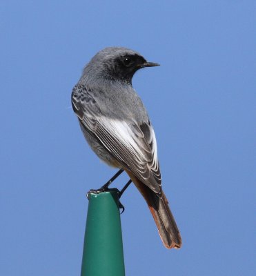 Black Redstart 4 (Phoenicurus ochruros).jpg
