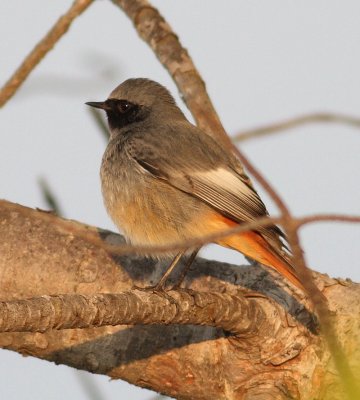 Black Redstart 2 (Phoenicurus ochruros).jpg