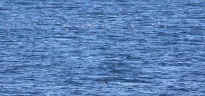 Skylark (Alauda arvensis) & Pomarine Skua (Stercorarius pomarinus)