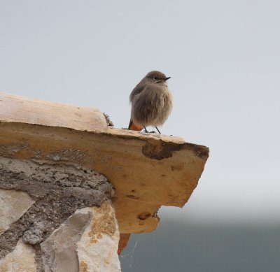 Black Redstart (Phoenicurus ochruros).jpg