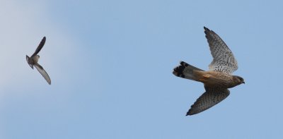 Crag Martin  (Ptyonoprogene rupestris) & Kestrel (Falco tinnunculus)