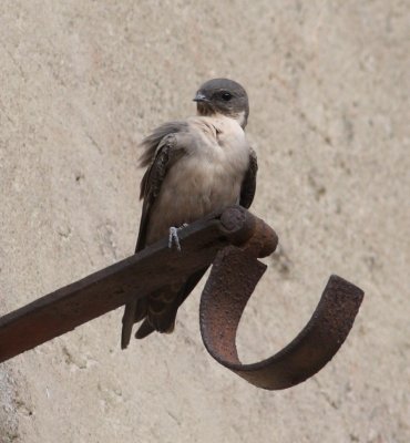 Crag Martin (Ptyonoprogne rupestris)