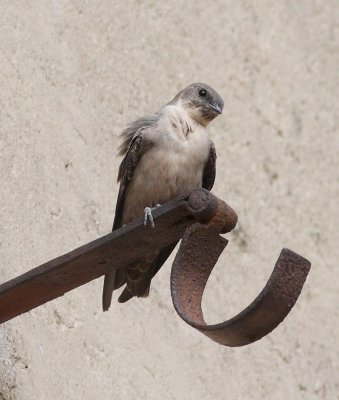 Crag Martin (Ptyonoprogne rupestris)