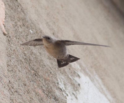 Crag Martin (Ptyonoprogne rupestris)