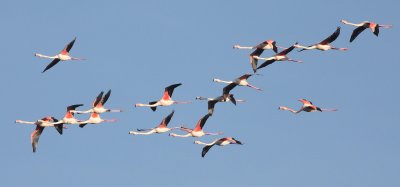 Flamingo 2 (Phoenicopterus roseus).jpg
