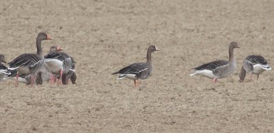 greater_whitefronted_goose