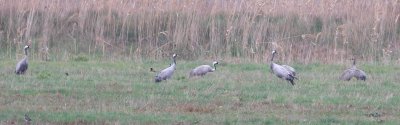 Crane (Grus grus)