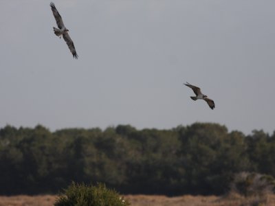 Osprey (Pandian haliaetus)