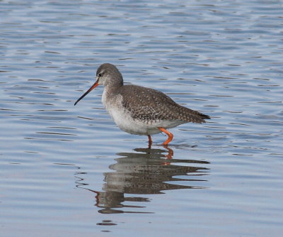 Spotted Redshank (Tringa erythropus)