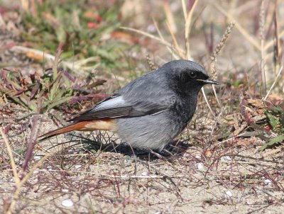 Black Redstart (Phoenicurus ochruros).jpg