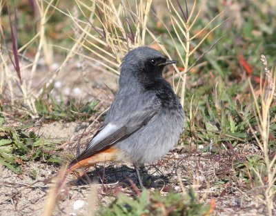 Black Redstart2 (Phoenicurus ochruros).jpg