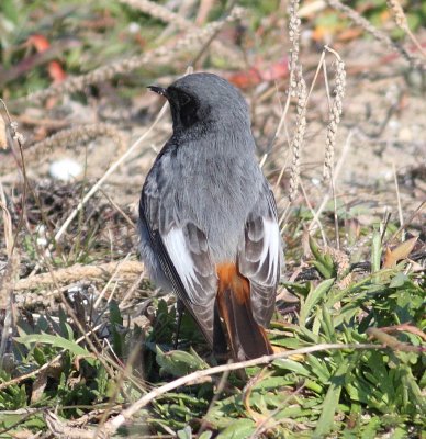 Black Redstart3 (Phoenicurus ochruros).jpg