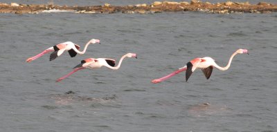 Flamingo (Phoenicopterus roseus).jpg