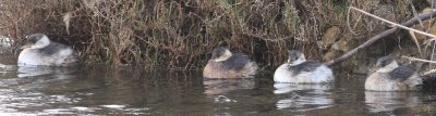 little_grebe