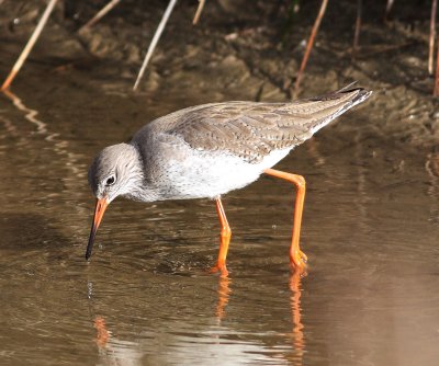 Redshank (Tringa totanus).jpg