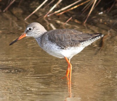 redshank