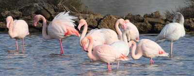 Flamingo (Phoenicopterus roseus).jpg