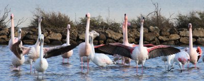 Flamingo 2 (Phoenicopterus roseus).jpg