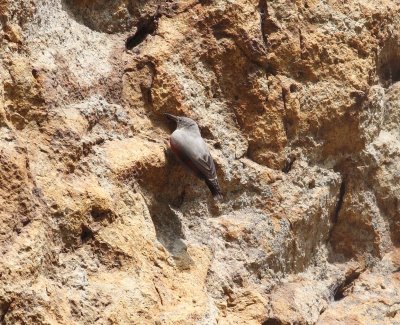 Wallcreeper (Tichodroma muraria).jpg