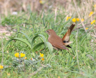 Nightingale (Lusciana megarhynchos)