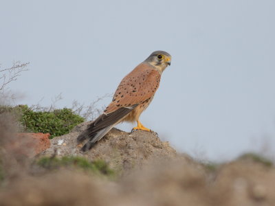 Kestrel (Falco tinnuculus)