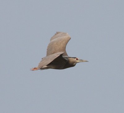 Night Heron (Nycticorax nycticorax)