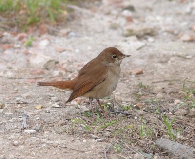 Nightingale (Lusciana megarhynchos)