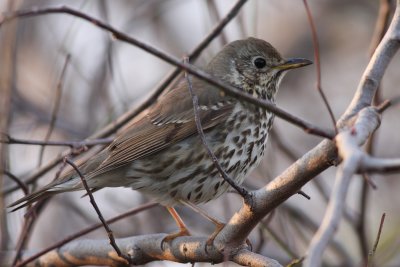 Song Thrush (Turdus philomelos)