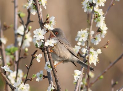 Subalpine Warbler (Sylvia cantillans)