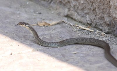 Whip Snake