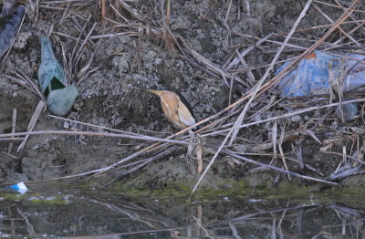 Little Bittern (Ixobrychus minutus).jpg