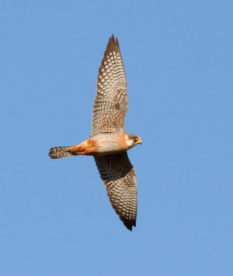 Red-footed Falcon (Falco vespertinus)