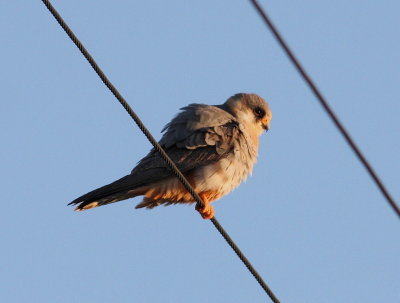 Red-footed Falcon  (Falco vespertinus)