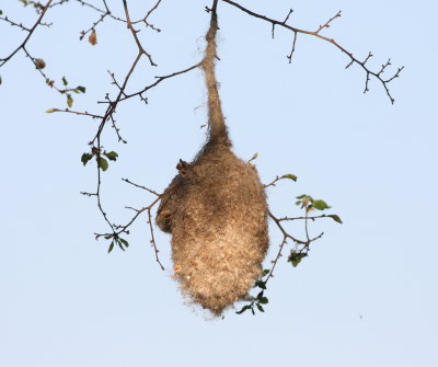 remizidae